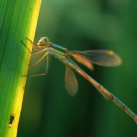 Dragonfly на зелено