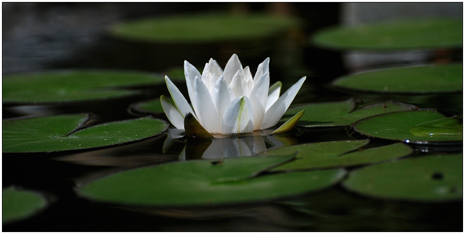 Nymphaea alba