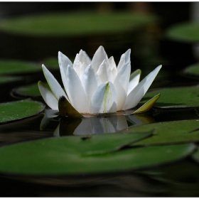 Nymphaea alba
