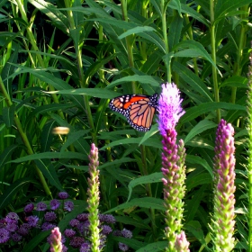 Munsinger Garden: visited by a Monarch