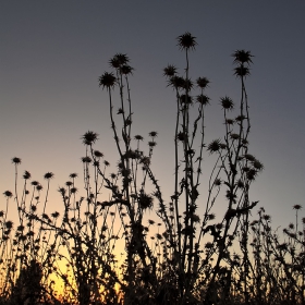 Свечеряване / Atardecer