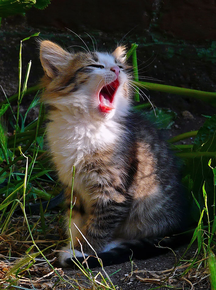 Малка котешка ария