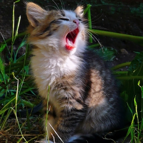 Малка котешка ария