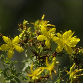 Жълт кантарион, звъника – Hipericum Perforatum L.