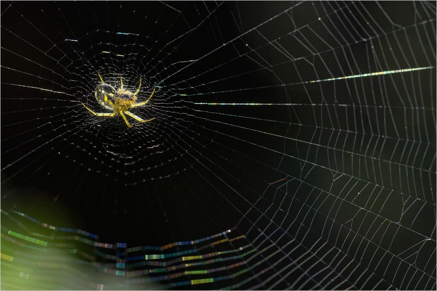 Over... The Net...