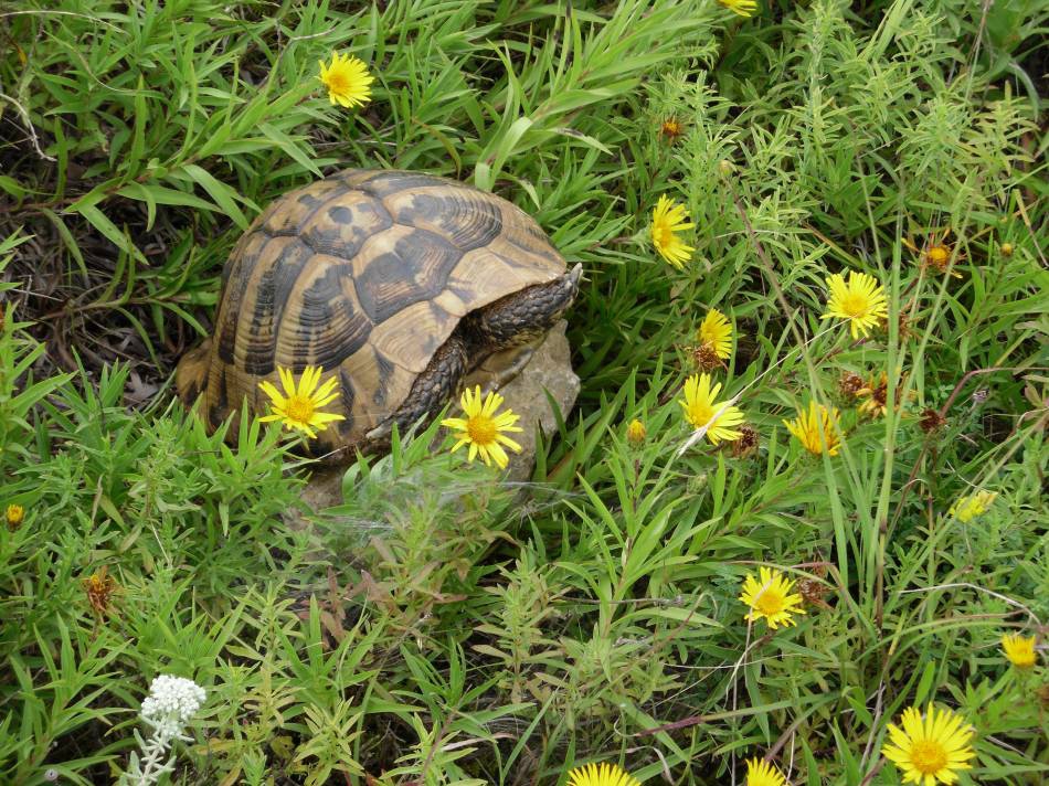 turt