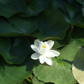 Water lily