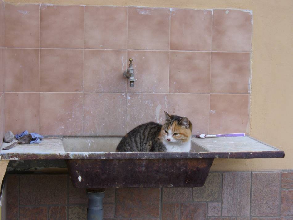 Котка в мивка