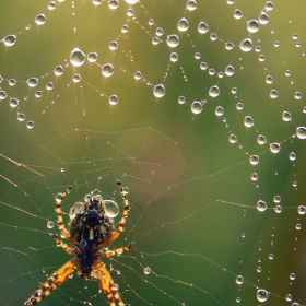 Spider`web   F11