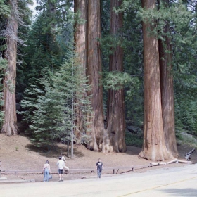 In the RED WOOD forest (Sequoiadendron giganteum)