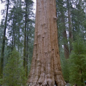 GENERAL  SHERMANN (Sequoiadendron giganteum)