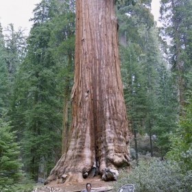 GENERAL GRANT -Ared-wood (Sequoiadendron giganteum)