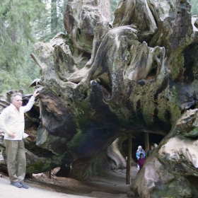 A cave in a giant tree (Sequoiadendron giganteum)