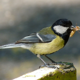 Parus major - Голям синигер