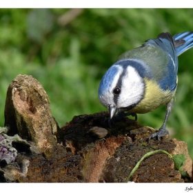 Parus caeruleus - Син синигер