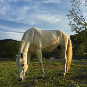 Какъв цвят е белият кон?  -  De qué color es el caballo blanco de Santiago?