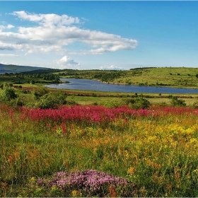 Шаренийка