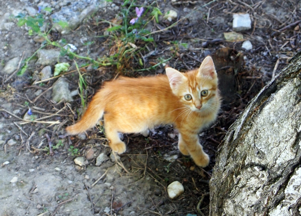Коте