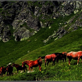 От торбата, случайно бръкната...