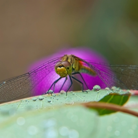 Gomphus flavipes - Жълто цигулче.