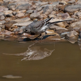 Бяла стърчиопашка - Motacilla alba.