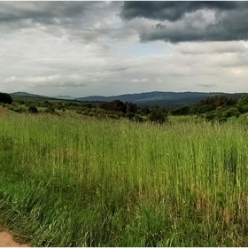Green peace