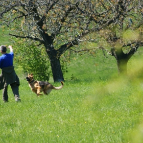 Dog.. :)