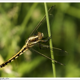 Петнист пъстролет (Aeshna cyanea)