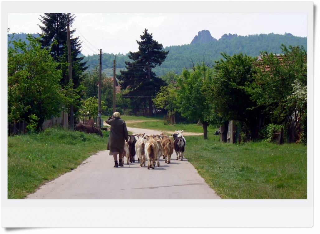 На паша