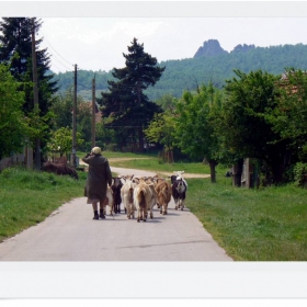 На паша
