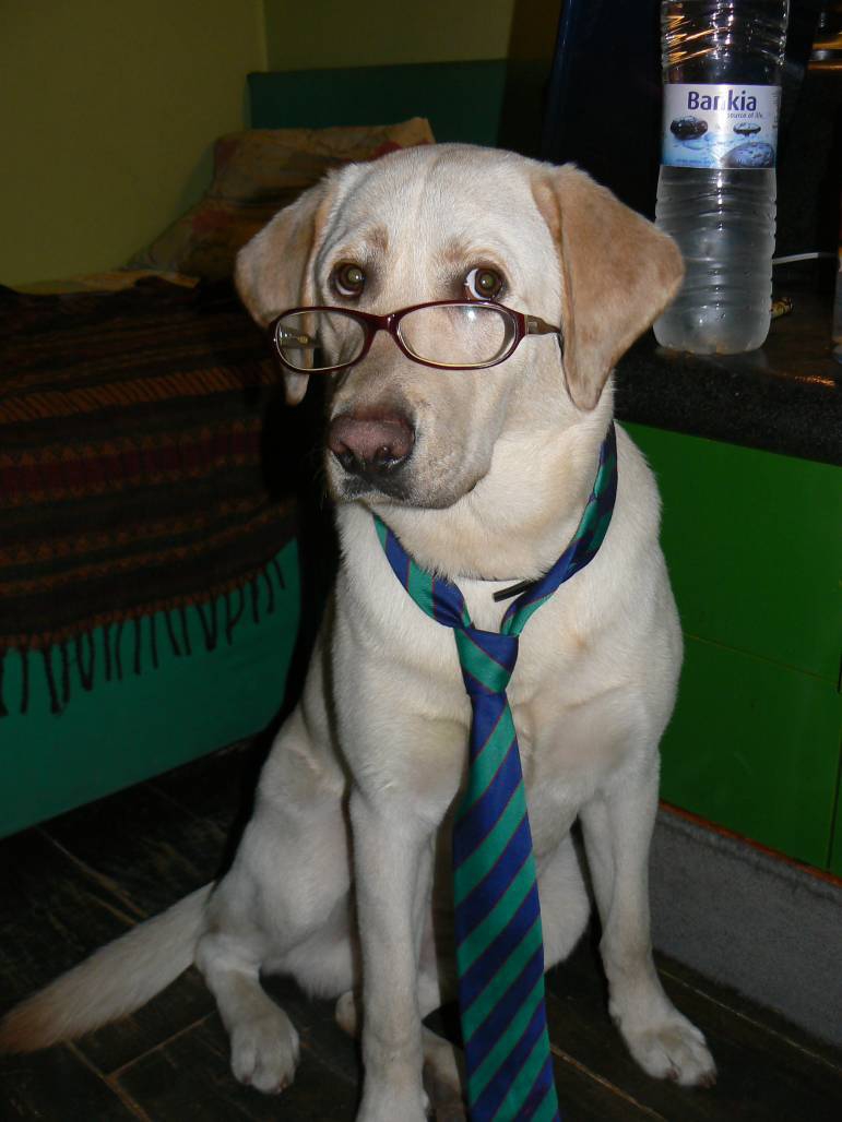 That's a clever dog
