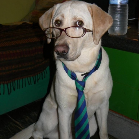 That's a clever dog