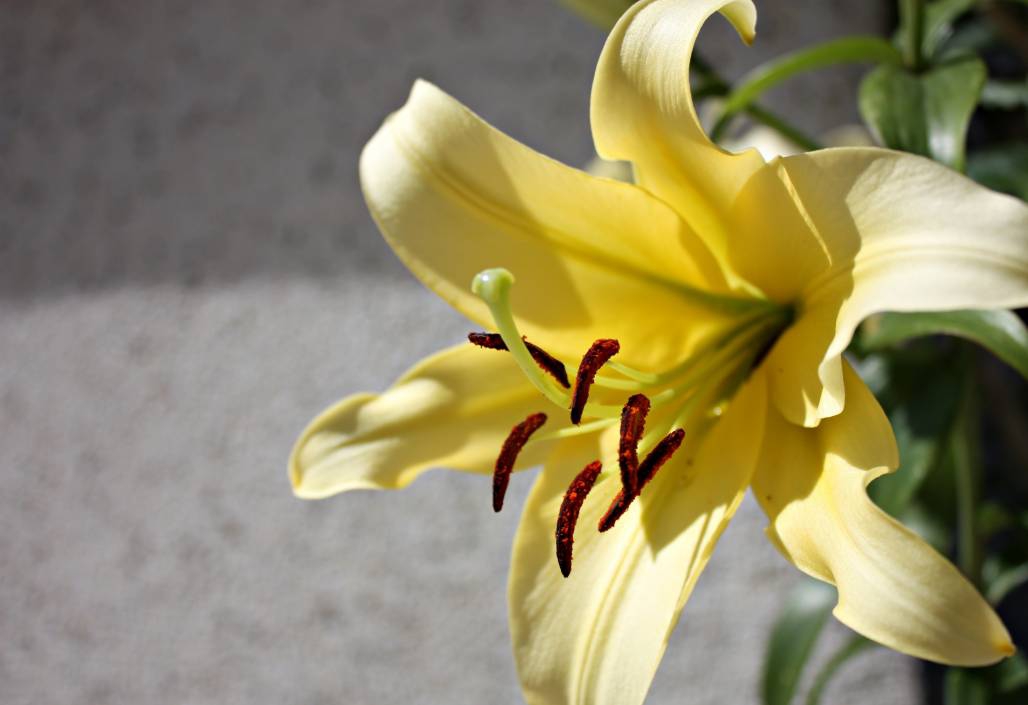 yellow \2010\