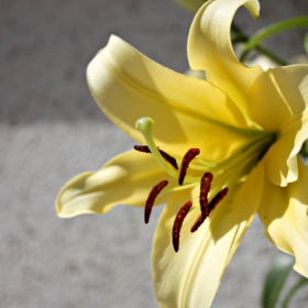 yellow \2010\
