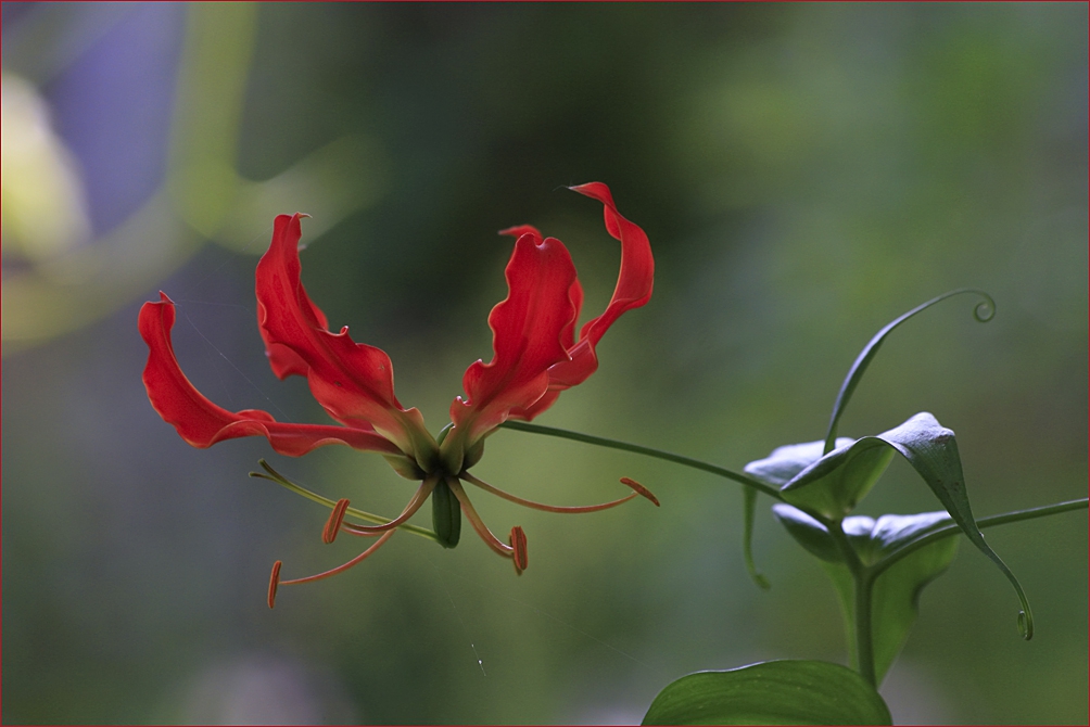 GLORIOSA ROTHSCHILDIANA