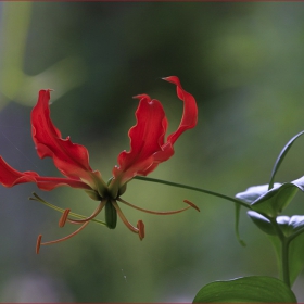 GLORIOSA ROTHSCHILDIANA