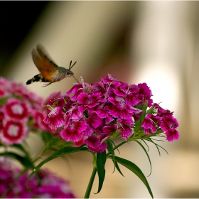 Колибри Хоук-молец - Macroglossum stellatarum