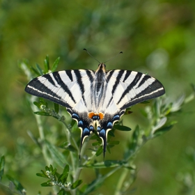 Лястовича опашка - Papilio podalirius.