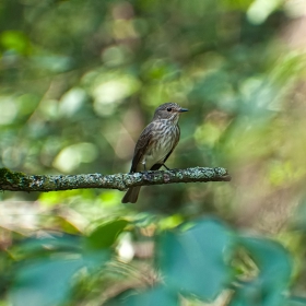 Ливадна бъбрица - Anthus pratensis.