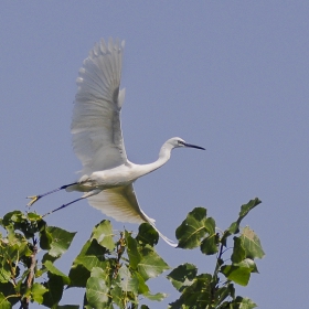 ... flying steps ...