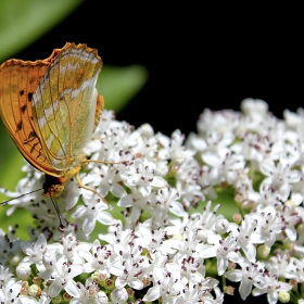 Lady Butterfly    от Пирин ... :  )