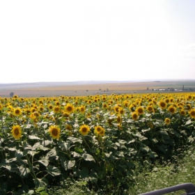 Слънчогледи