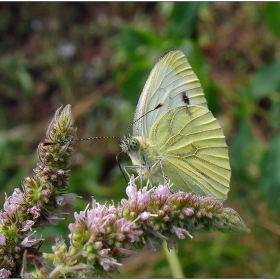 Зелева пеперуда (Pieris brassicae)