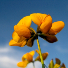 Wild flowers