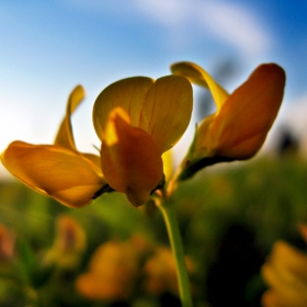 wild flowers