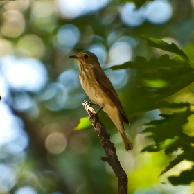 Ливадна бъбрица - Anthus pratensis.