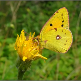 жълто на жълто - Жълтушка (Colias croceus)