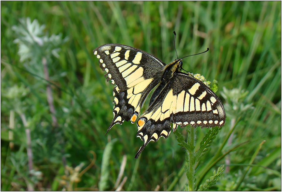 Голям полумесец (Papilio machaon)