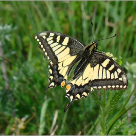 Голям полумесец (Papilio machaon)