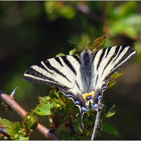 Лястовича опашка (Iphiclides podalirius)